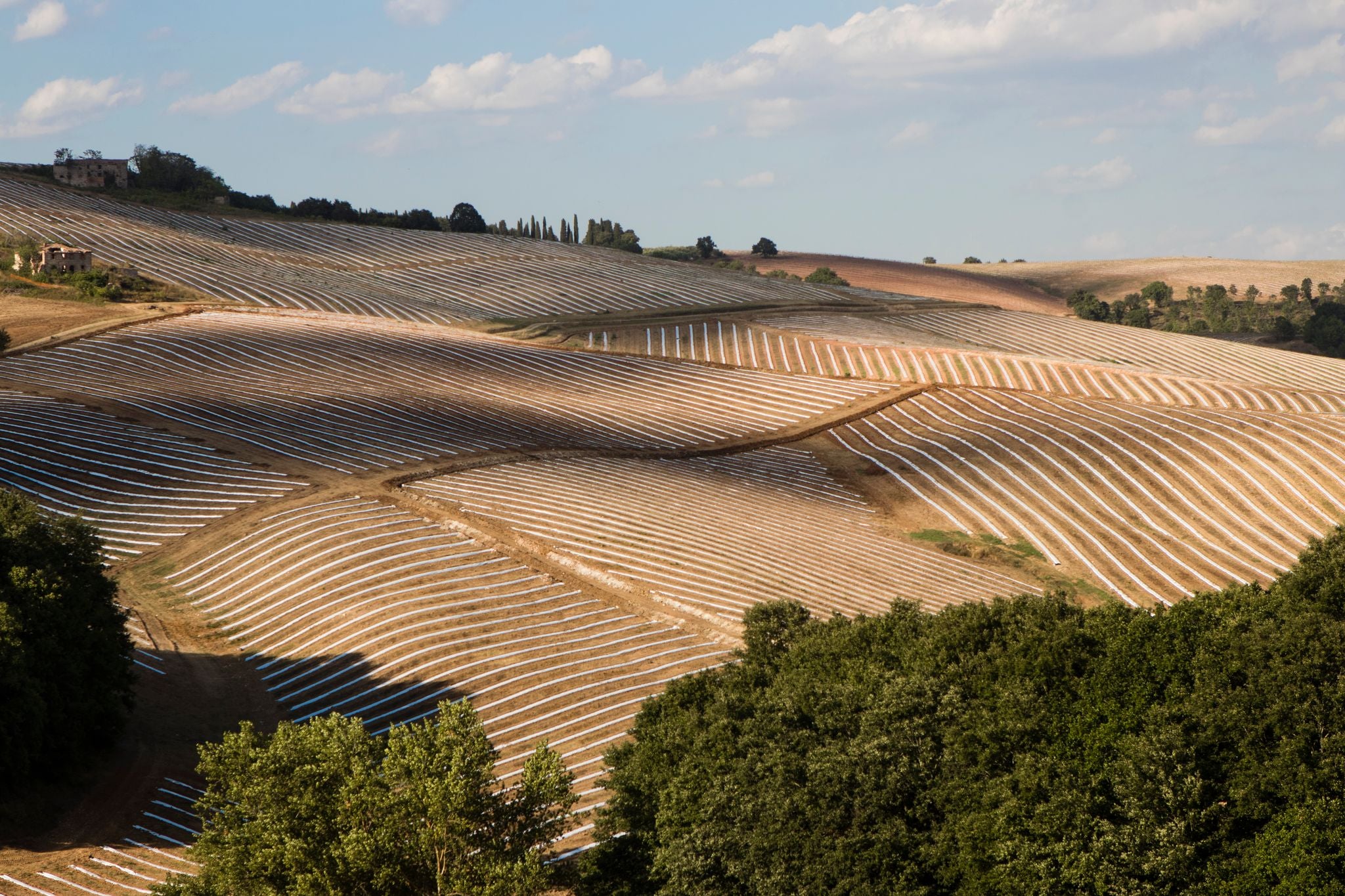 Earth Day - Planting 500,000 Trees at Terre Del Papa