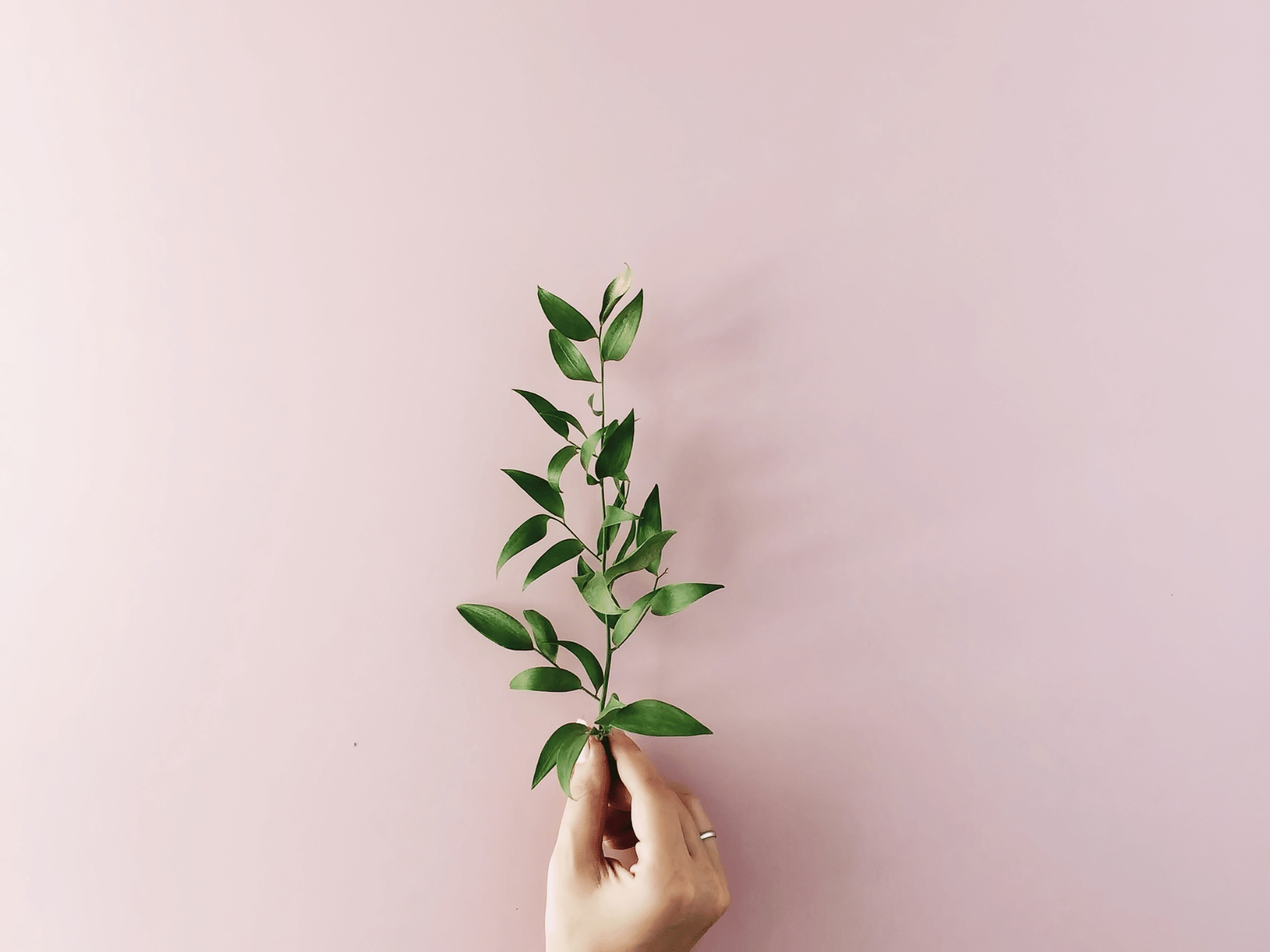 The Symbolic Power of the Olive Branch: Unveiling the Meaning and Significance