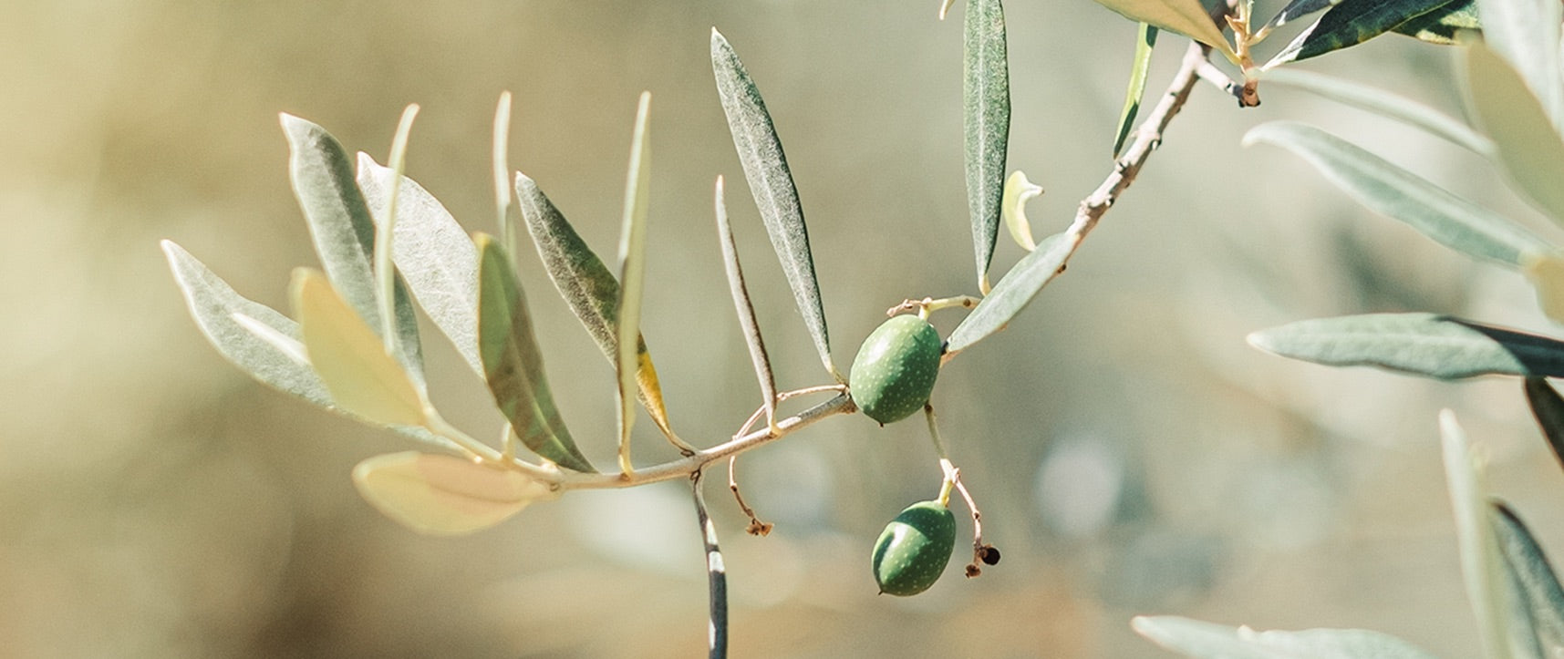 Olive branch in sunlight representing Olivella sustainability commitment